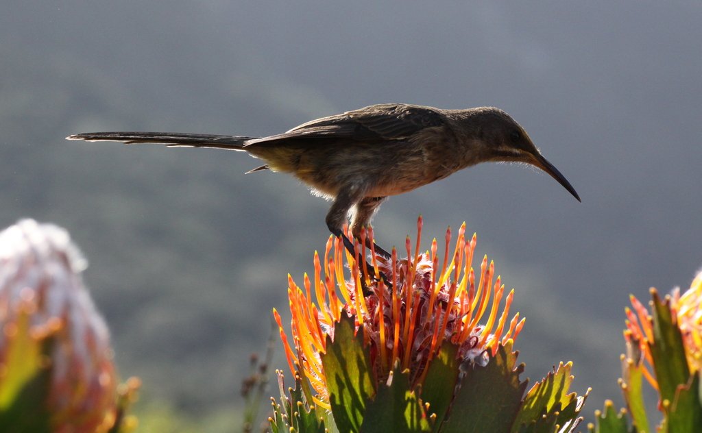 Birds That Forgot How to Migrate (image credits: flickr)