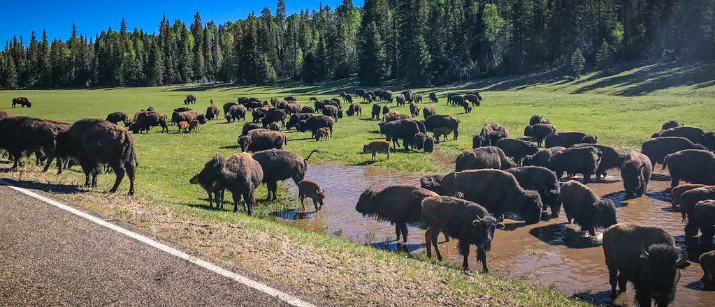 The Sophisticated Science Behind Buffalo Psychology (image credits: flickr)