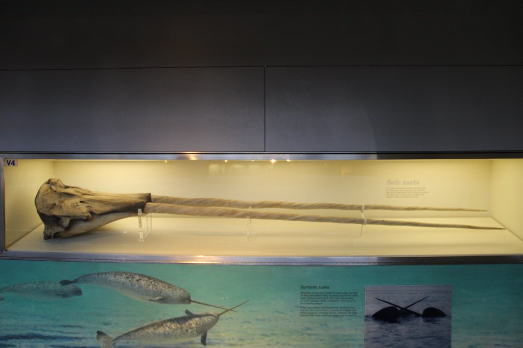 The Tusk as a Sensory Superpower (image credits: flickr)