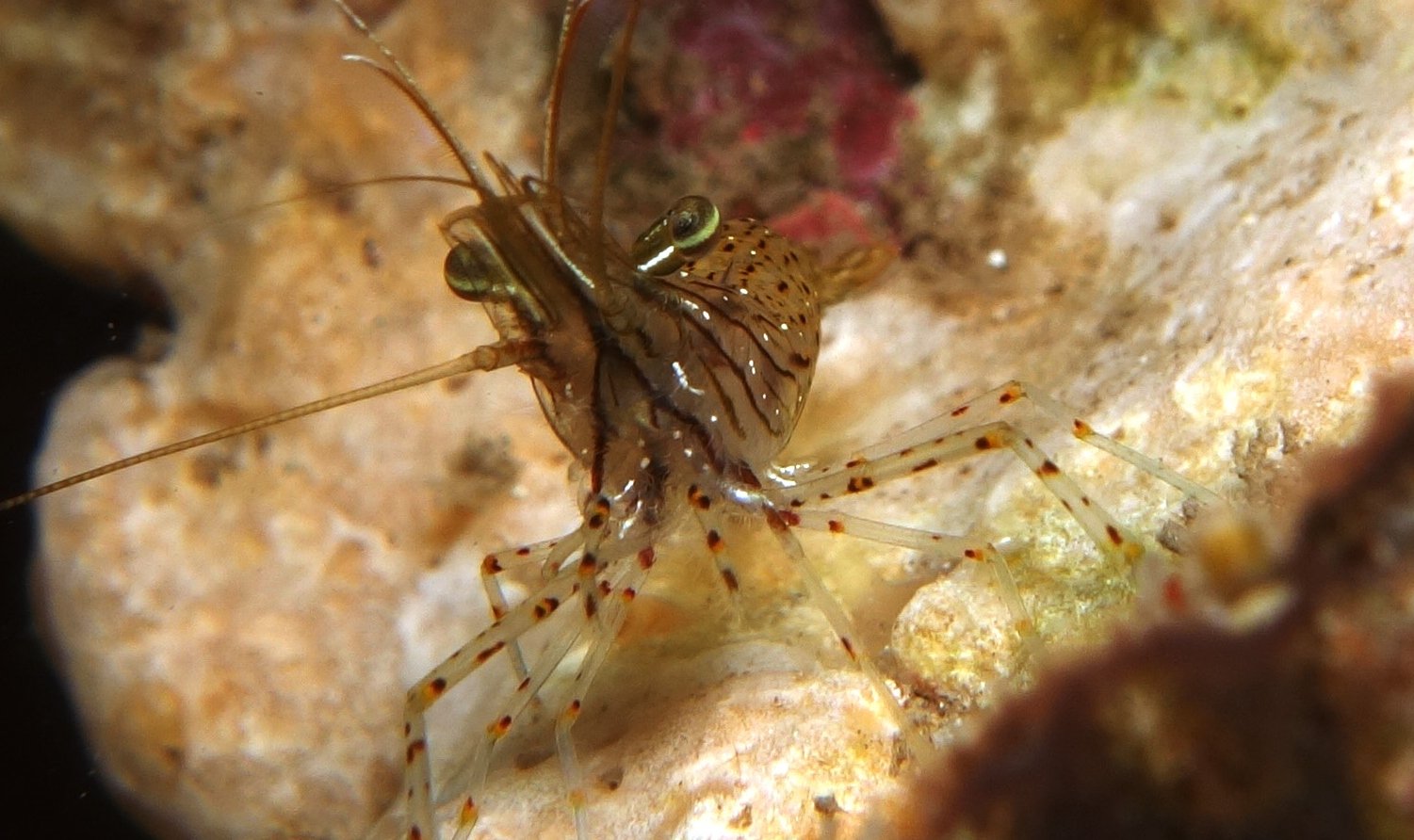 Feeding Habits Beneath the Ice (image credits: wikimedia)