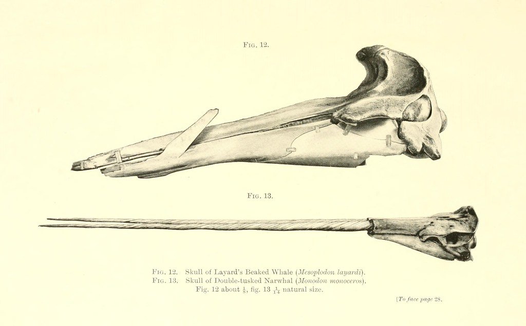 Genetics and the Mystery of the Double Tusk (image credits: flickr)