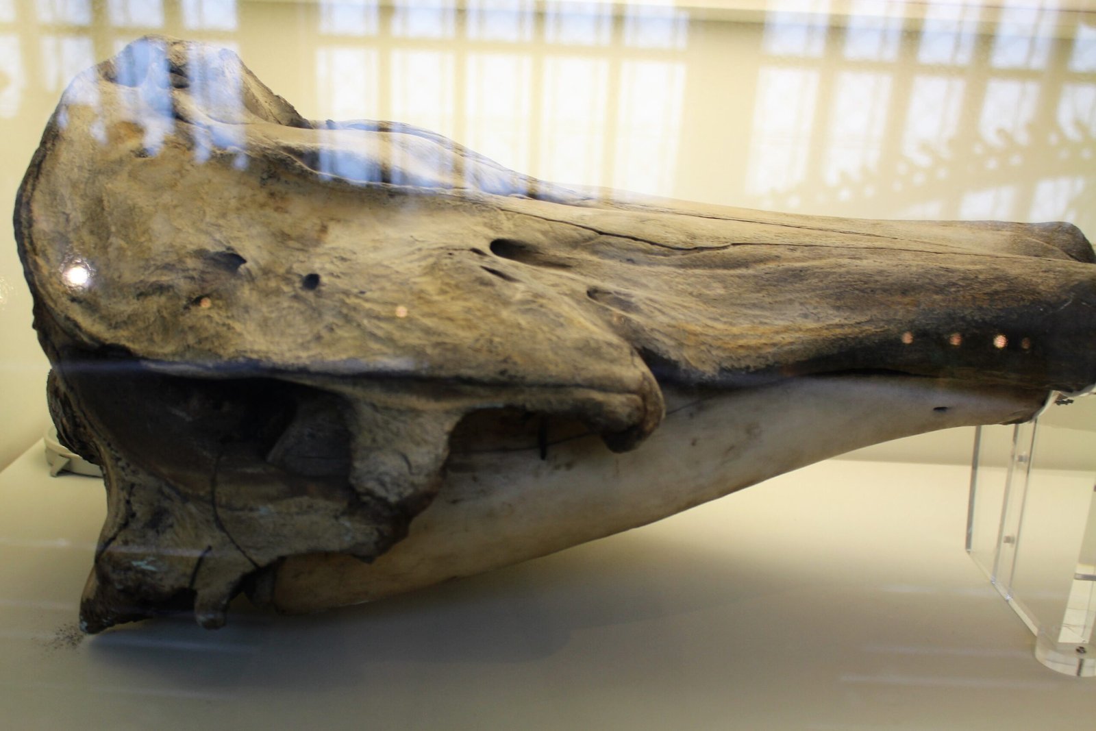 How Narwhals Inspire Art and Imagination (image credits: wikimedia)