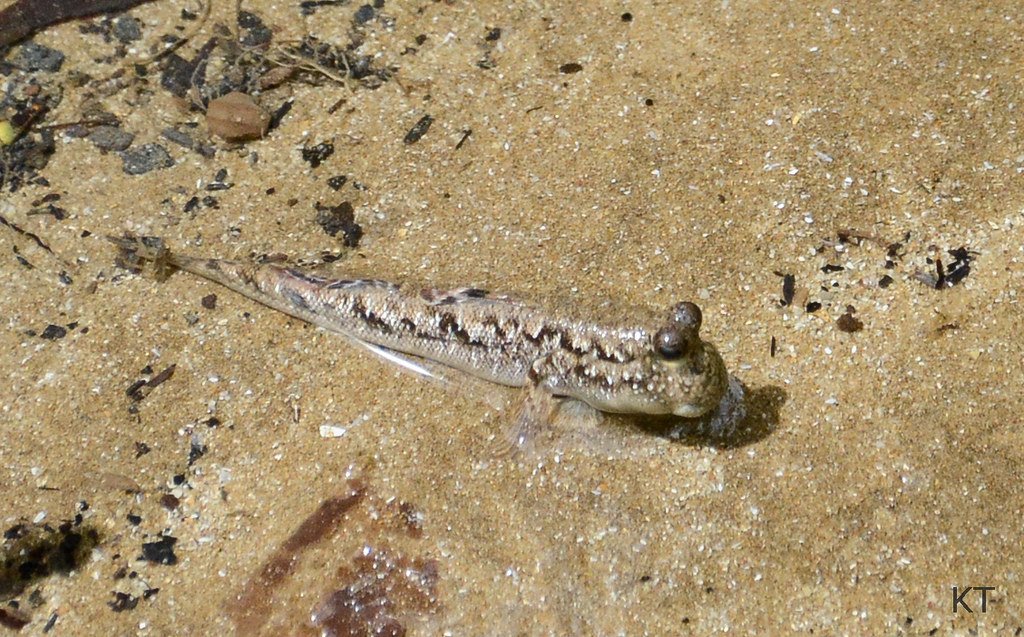 The Mudskipper Phenomenon: Nature's Amphibious Marvel (image credits: flickr)