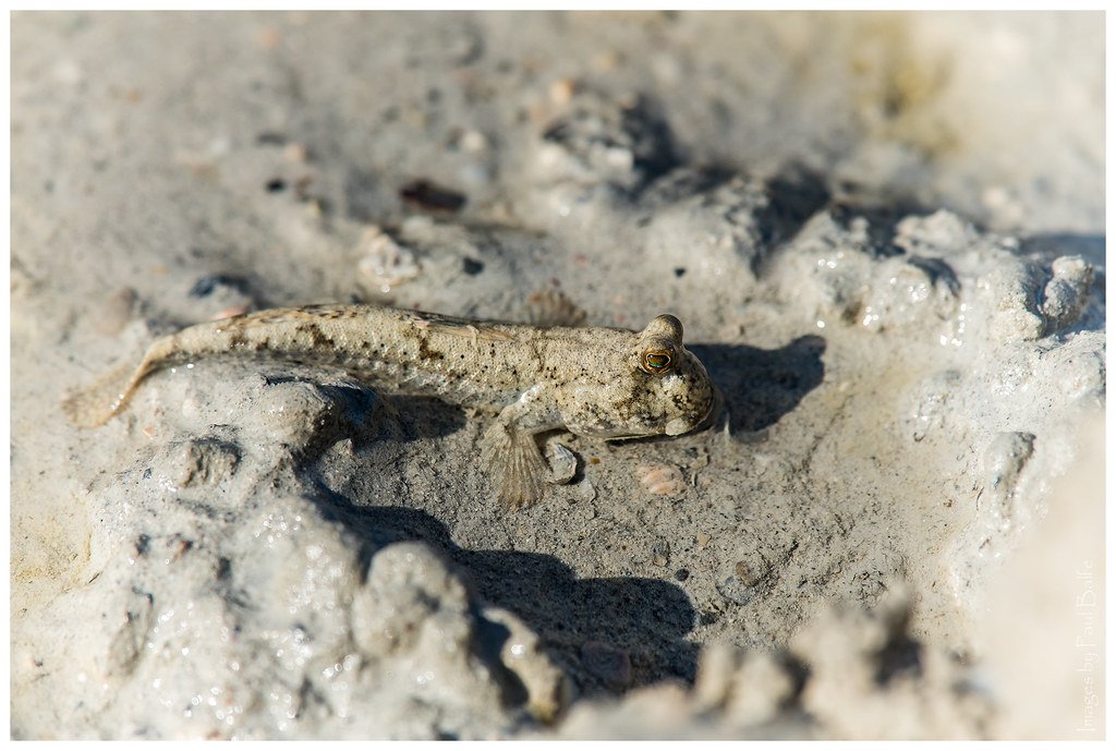 The Climbing Champions of the Fish World (image credits: flickr)