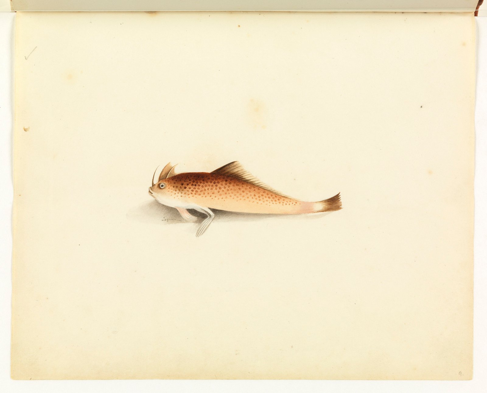 Beyond Mudskippers: Other Land-Walking Fish Species (image credits: wikimedia)