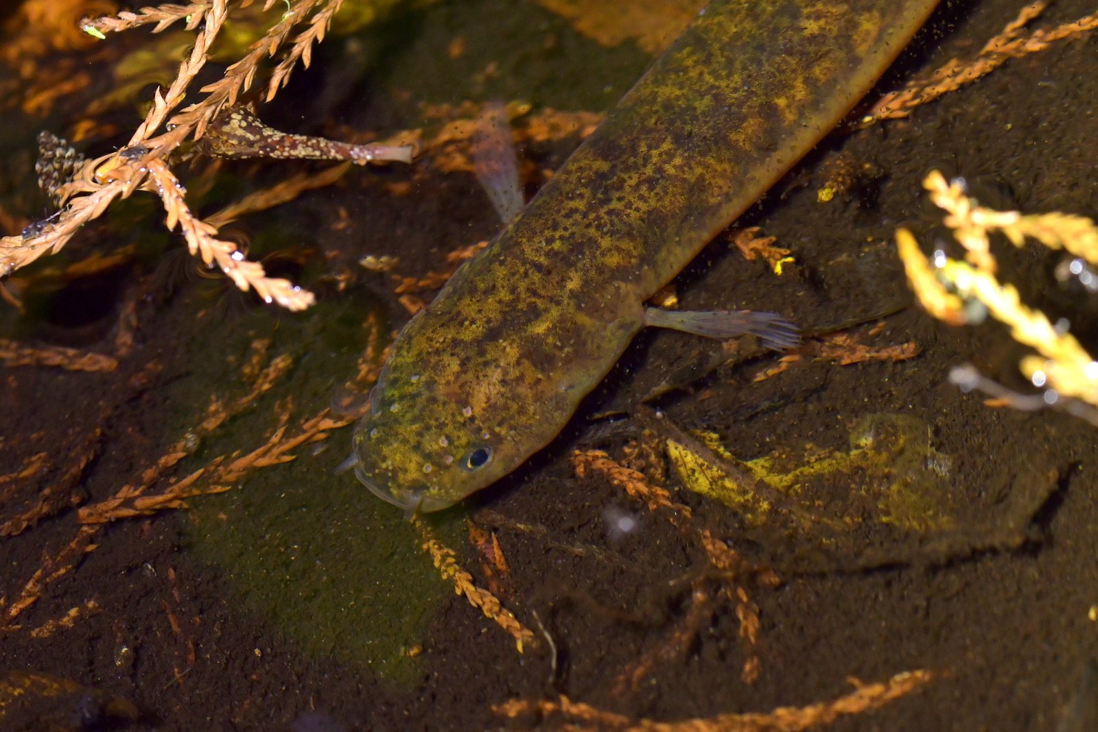 The Incredible Hunting Strategies on Dry Land (image credits: wikimedia)