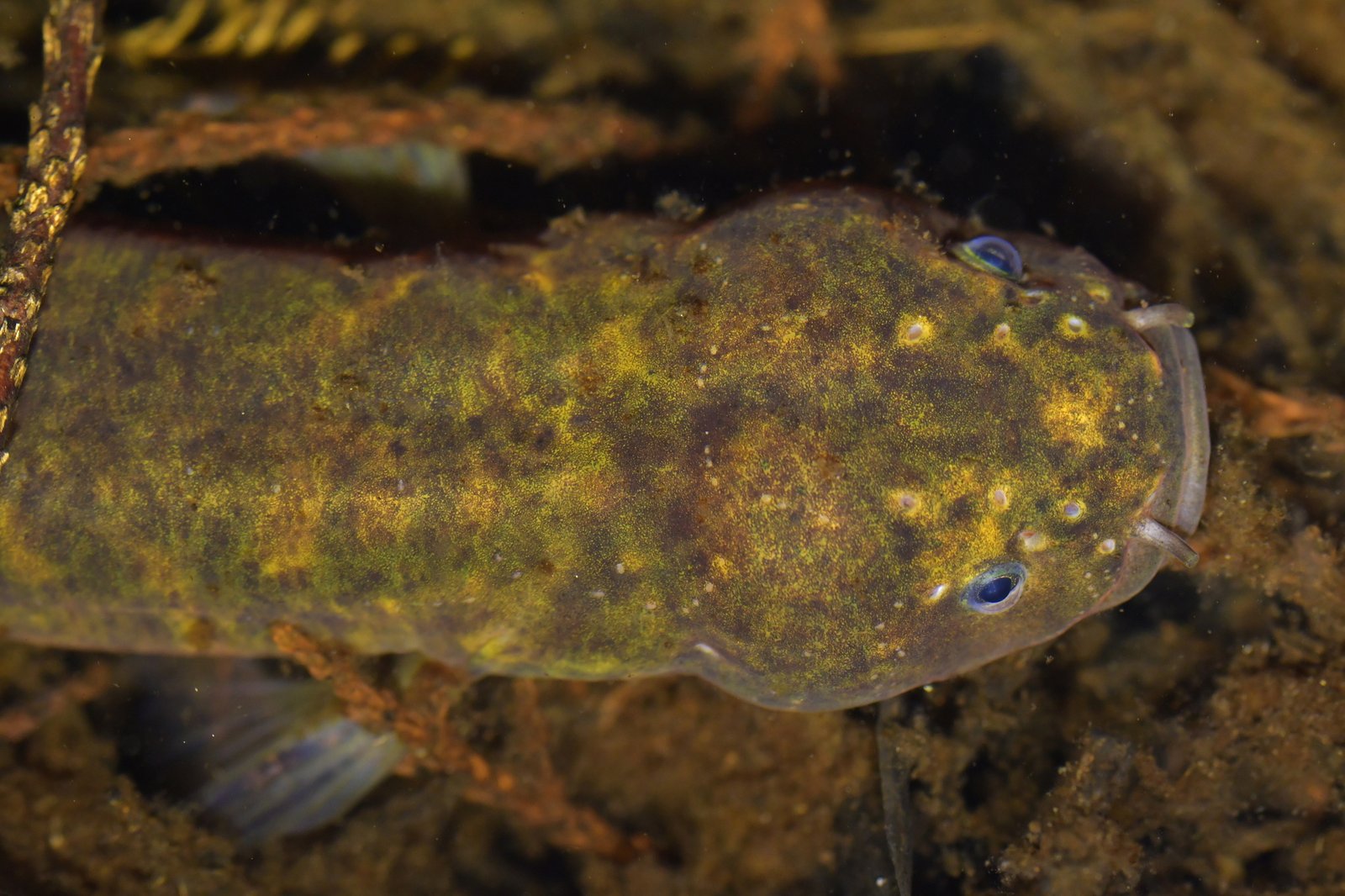 Scientific Research: Unlocking the Secrets (image credits: wikimedia)