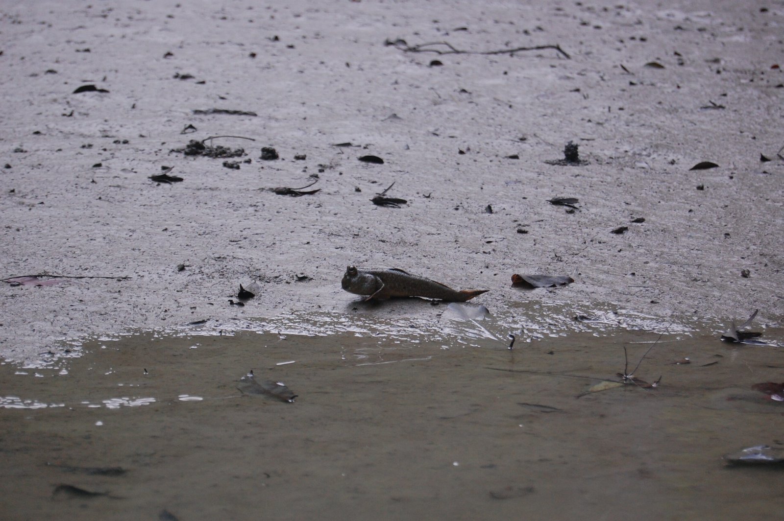 The Future of Land-Walking Fish (image credits: wikimedia)