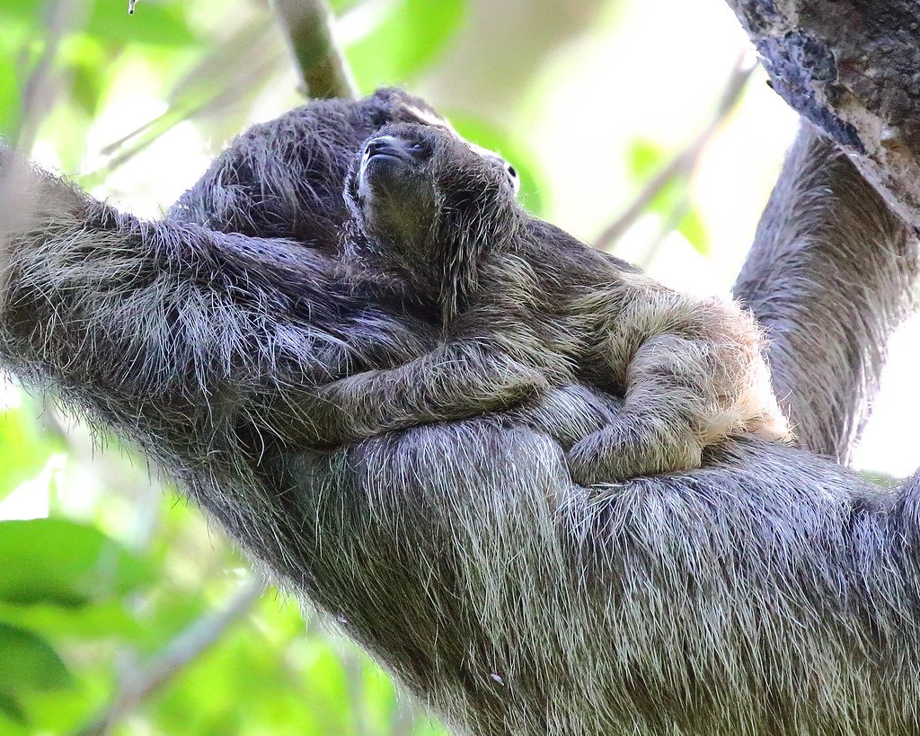 Reproductive Rhythms in Slow Motion (image credits: flickr)