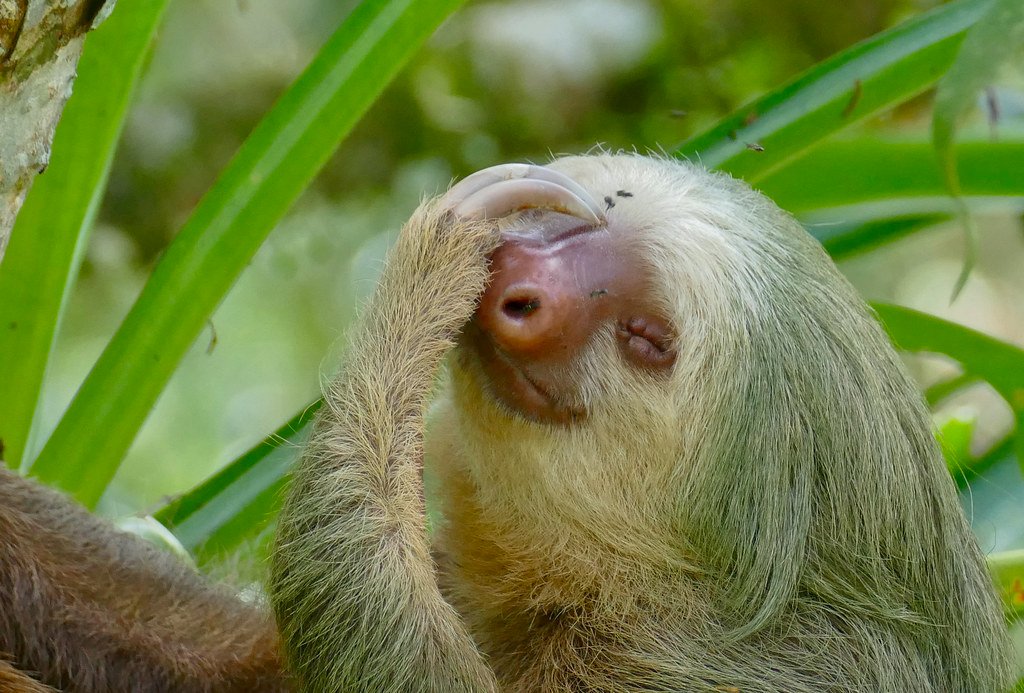 Future Research and Sloth Mysteries (image credits: flickr)