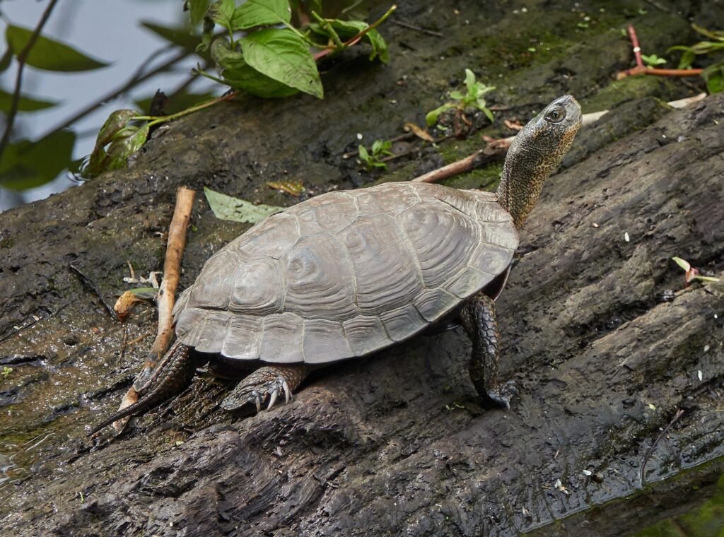Urban Adaptation: Modern Turtles in Changing Worlds