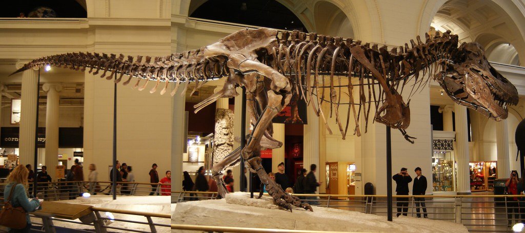The Tiny-Armed Terror: Tyrannosaurus Rex (image credits: flickr)