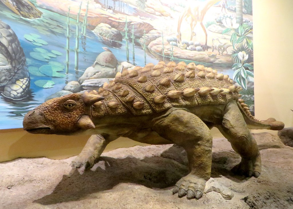 The Armored Tank That Forgot How to Turn: Ankylosaurus (image credits: flickr)