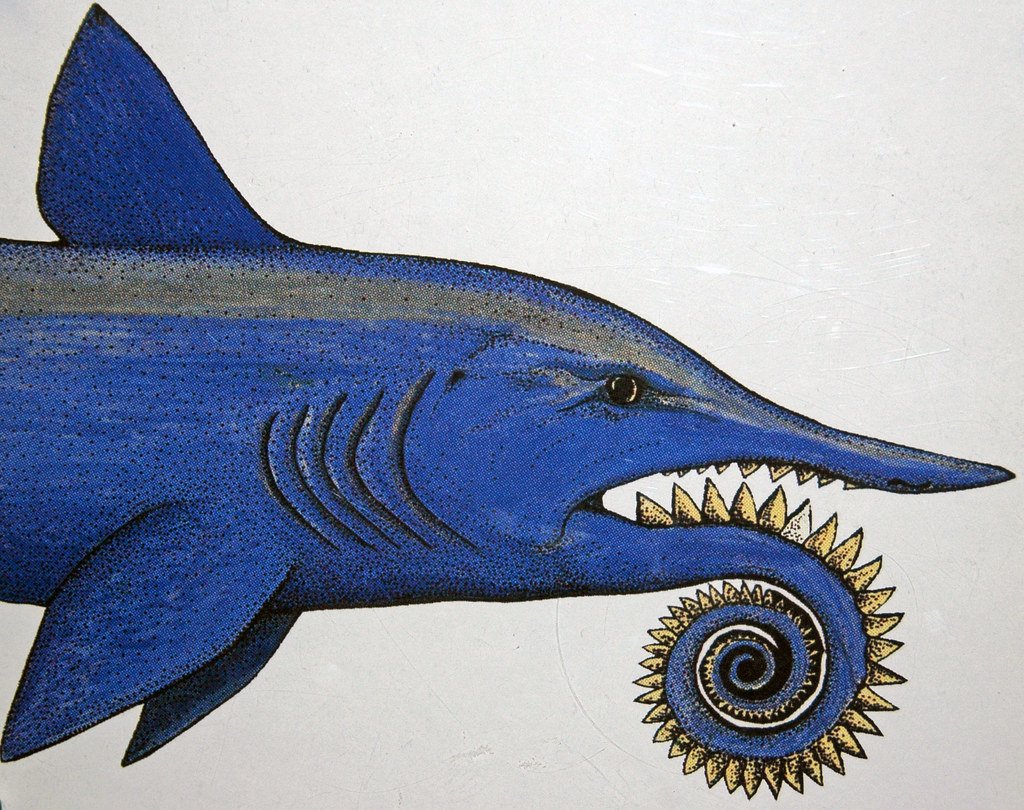 The Backwards Fish: Helicoprion (image credits: flickr)