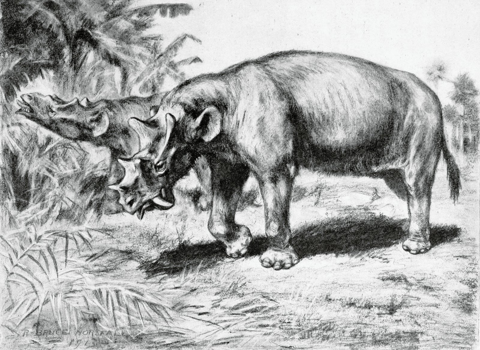 The Saber-Toothed Weirdo: Uintatherium (image credits: wikimedia)