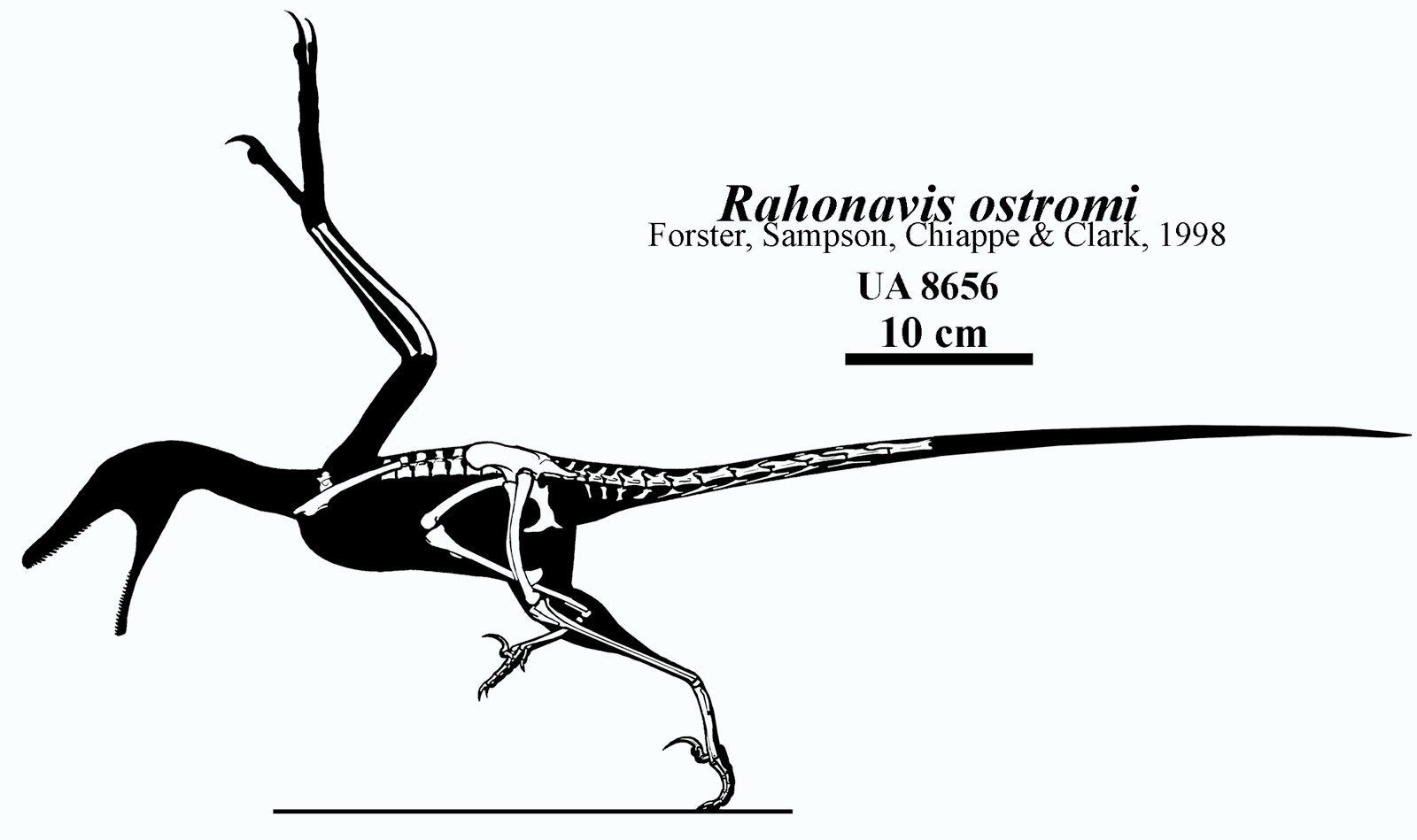 The Backwards Bird: Rahonavis (image credits: wikimedia)