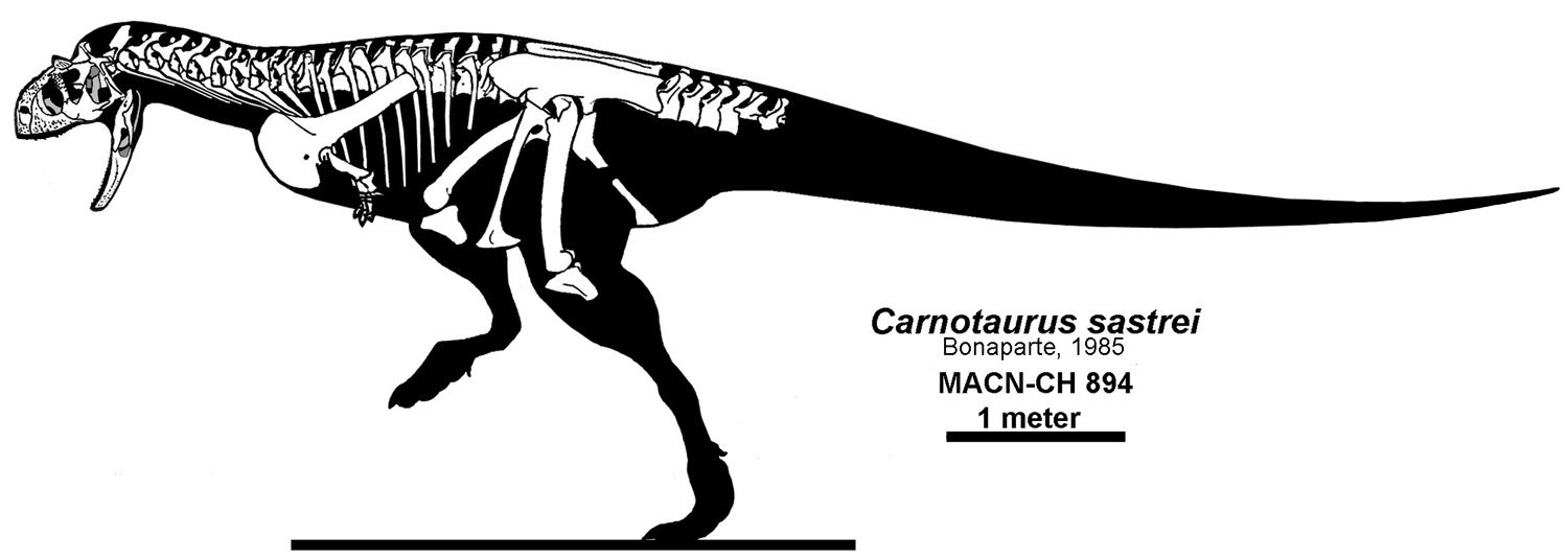 The Walking Contradiction: Carnotaurus (image credits: wikimedia)