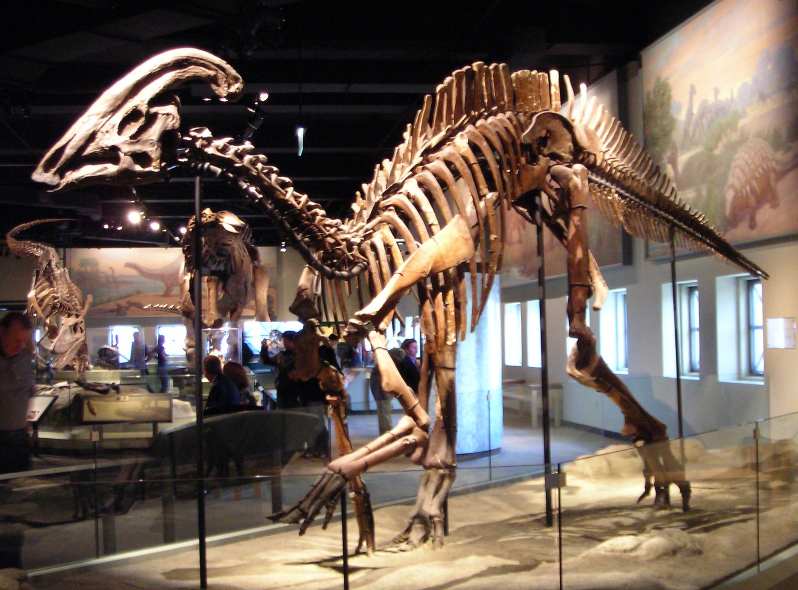 The Spear-Faced Swimmer: Parasaurolophus (image credits: wikimedia)