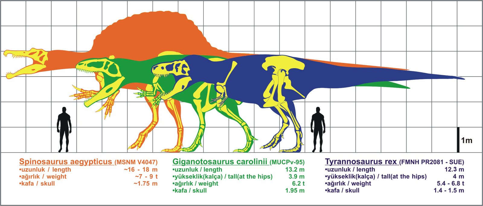 The Impossible Predator: Giganotosaurus (image credits: wikimedia)