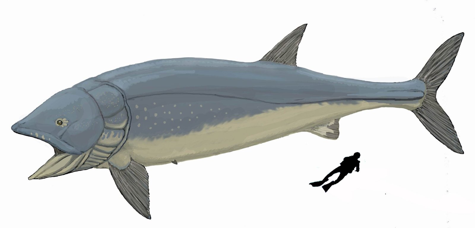 The Swimming Nightmare: Leedsichthys (image credits: wikimedia)