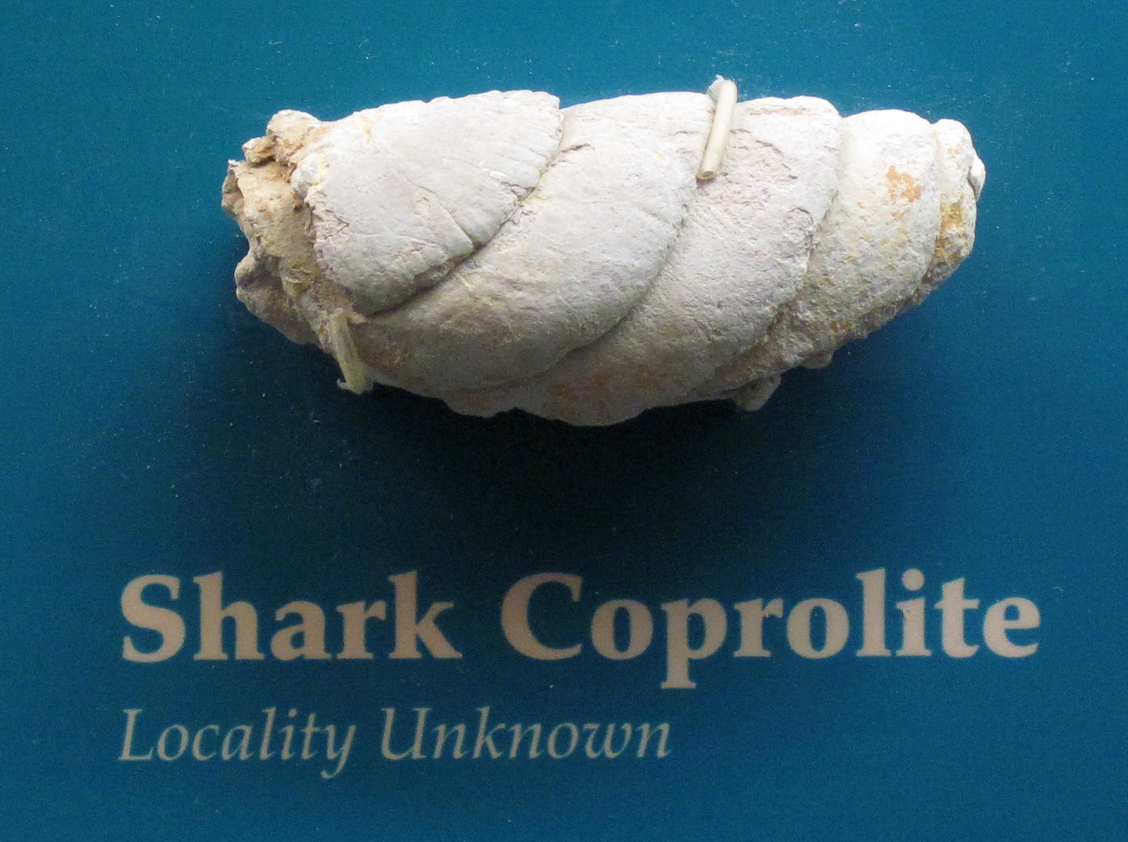 Coprolites: The Fossilized Truth About Ancient Diets (image credits: wikimedia)
