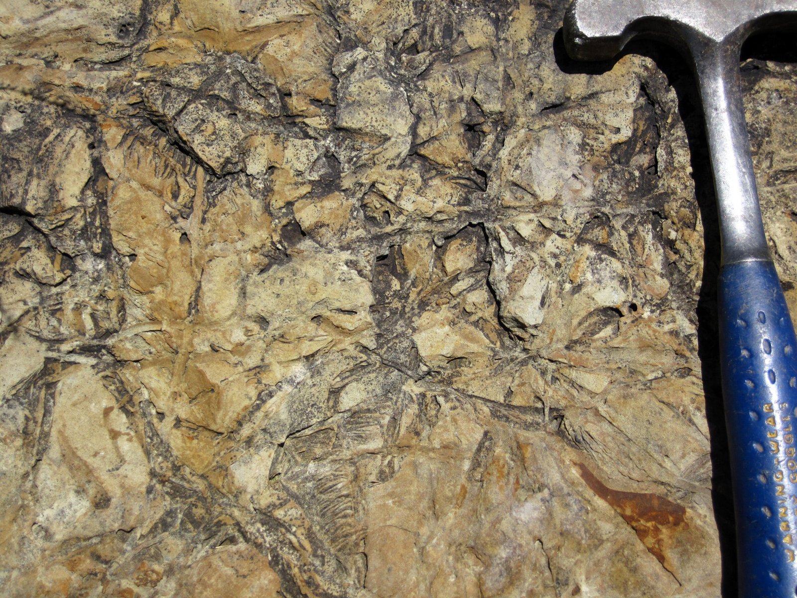Environmental Adaptations and Stress Responses (image credits: wikimedia)