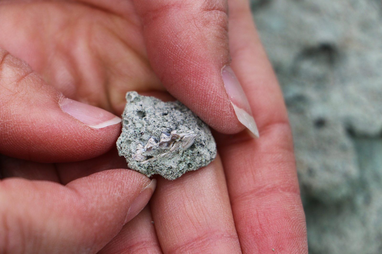 The Technology Revolution in Trace Fossil Studies (image credits: wikimedia)