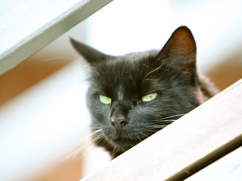 How Cat Brains Process Human Language (image credits: flickr)