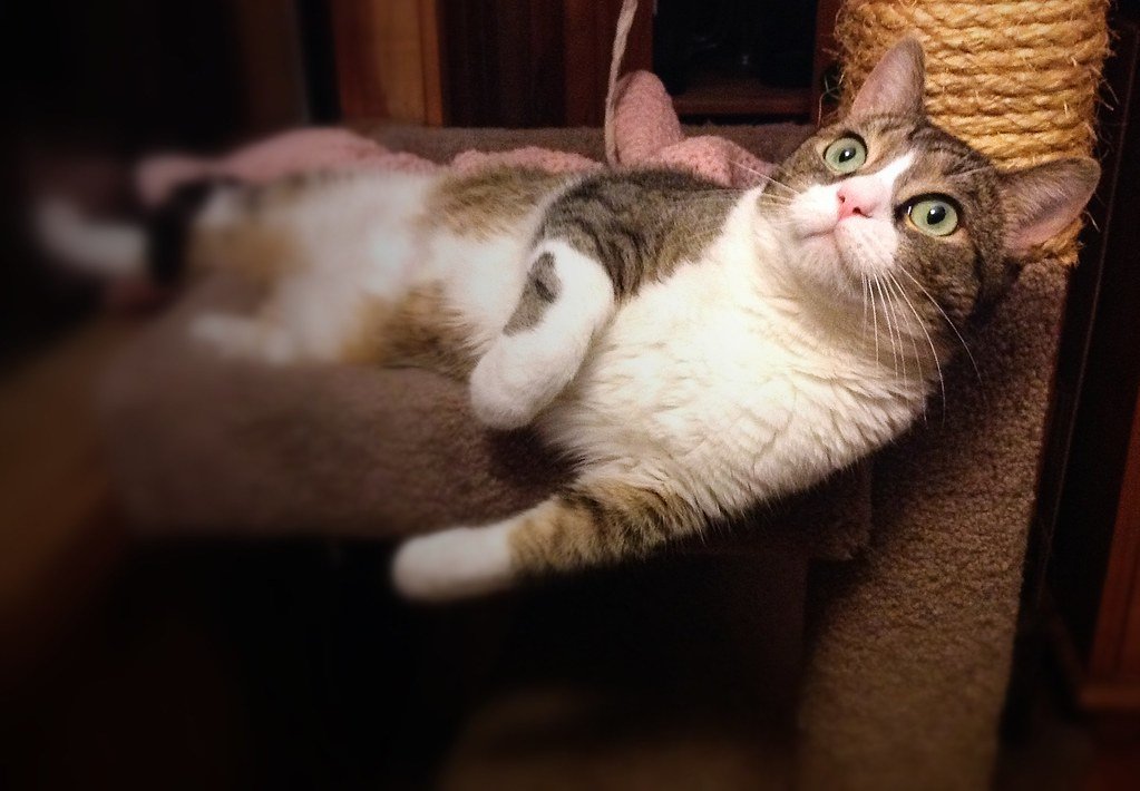 The Art of Selective Hearing in Felines (image credits: flickr)