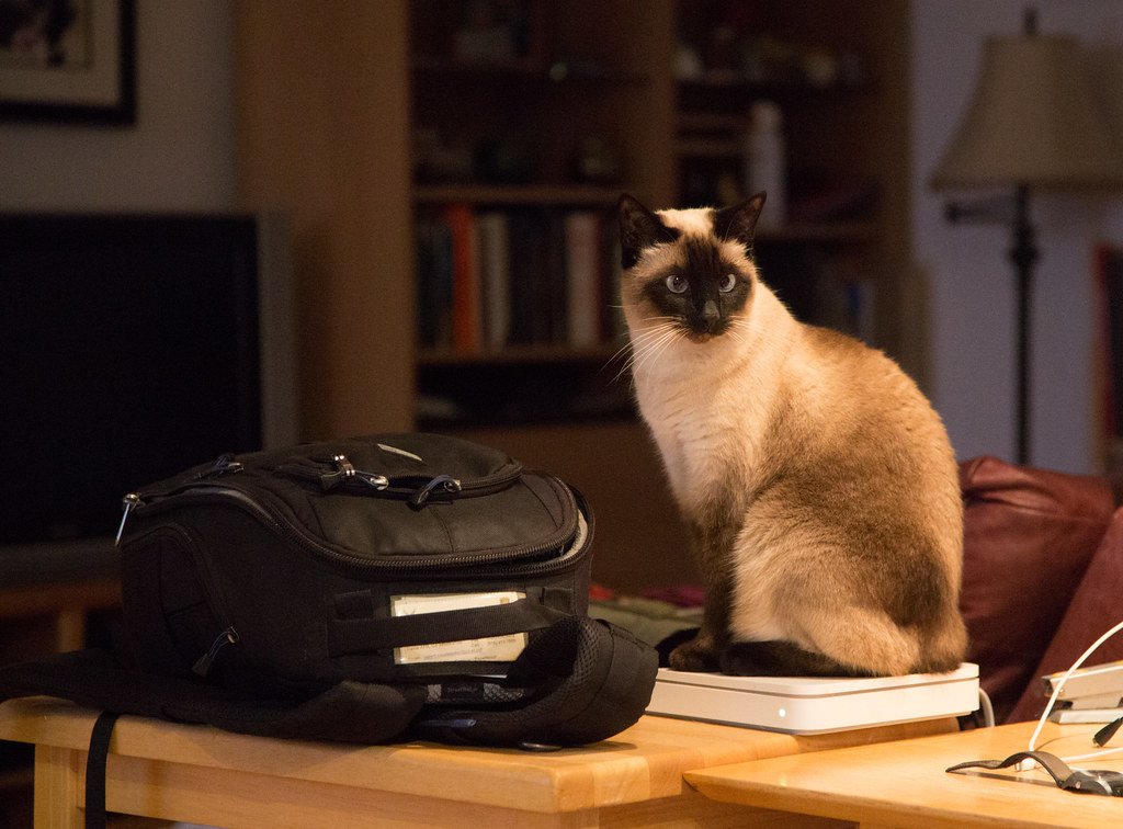 The Science Behind Feline Selective Attention (image credits: flickr)