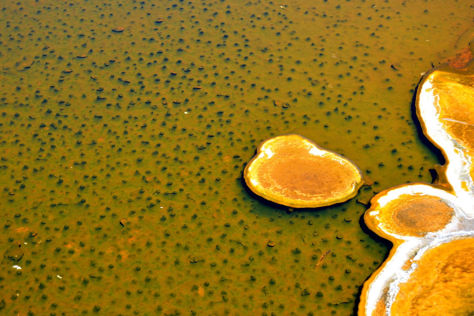 Extremophiles: Life's Ultimate Survivors (image credits: wikimedia)