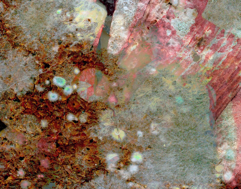 The Desperate Hunt for a Miracle Mold (image credits: flickr)
