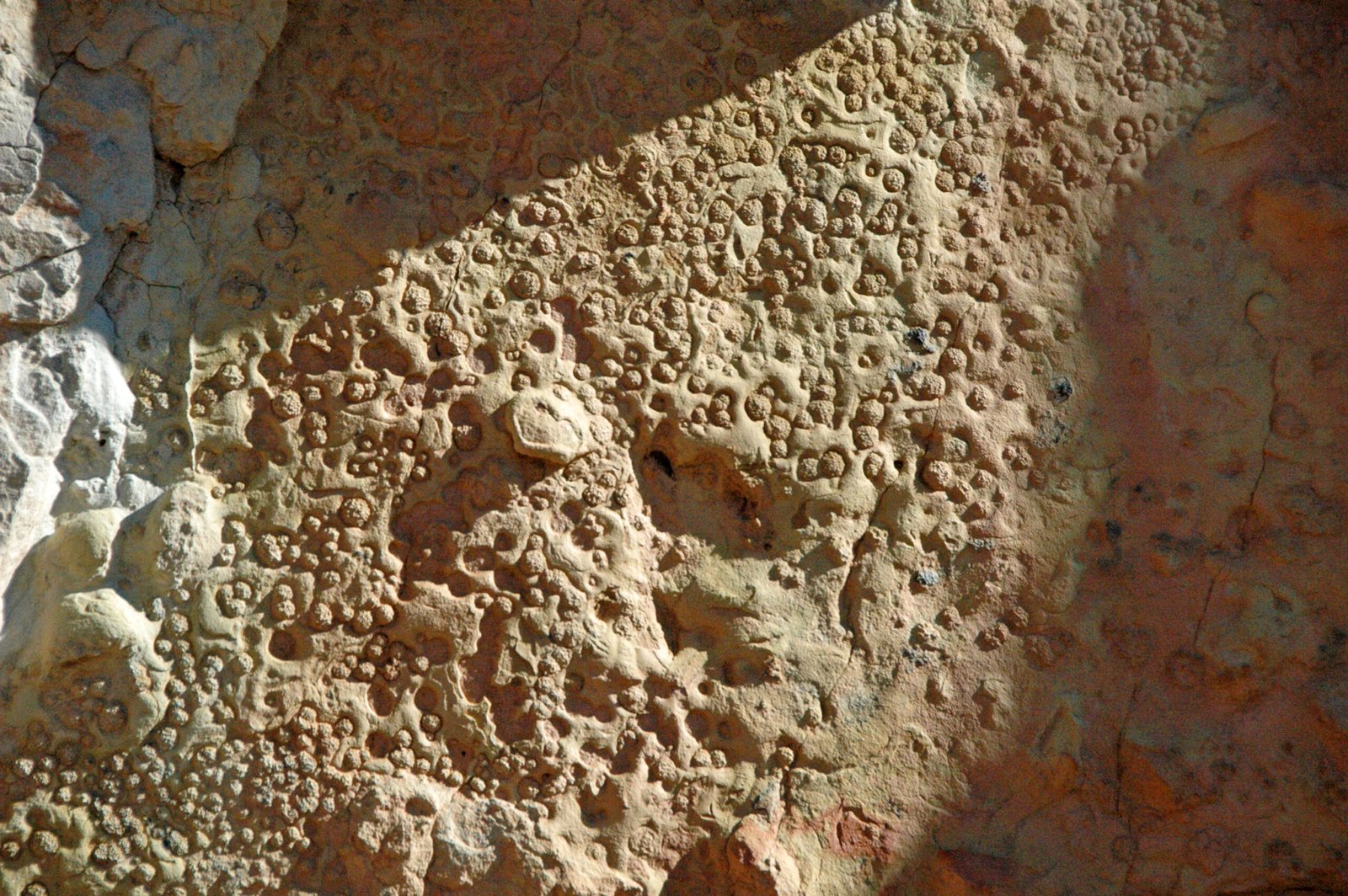 Raindrop Impressions: Prehistoric Weather Reports (image credits: wikimedia)