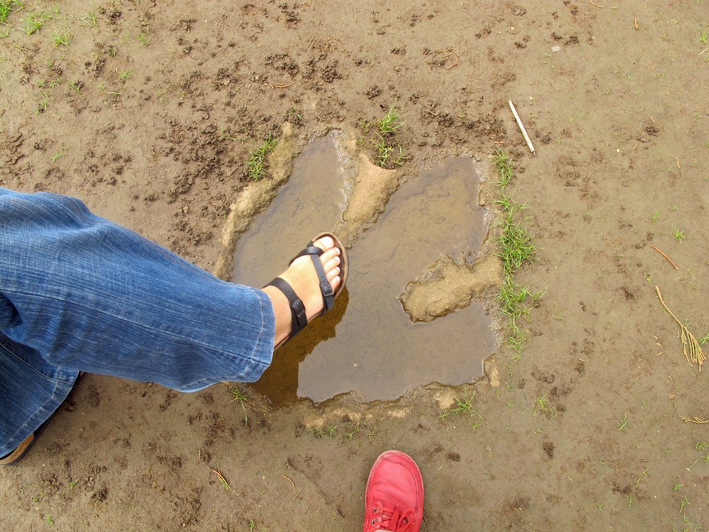 Footprints in Time: Trackways and Trace Fossils (image credits: flickr)