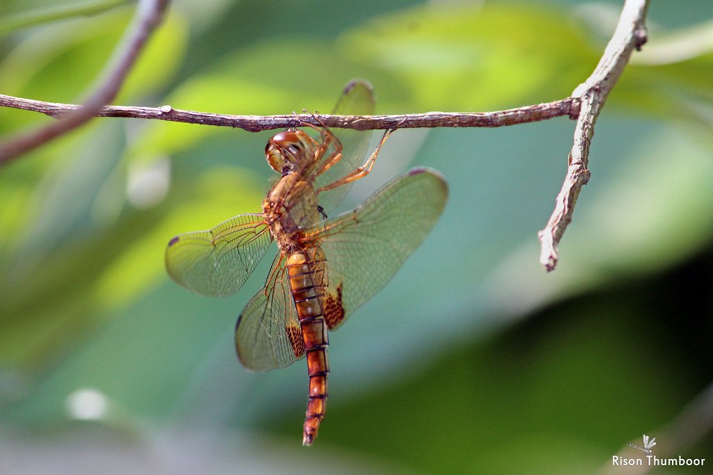 Frozen Moments in Amber (image credits: flickr)
