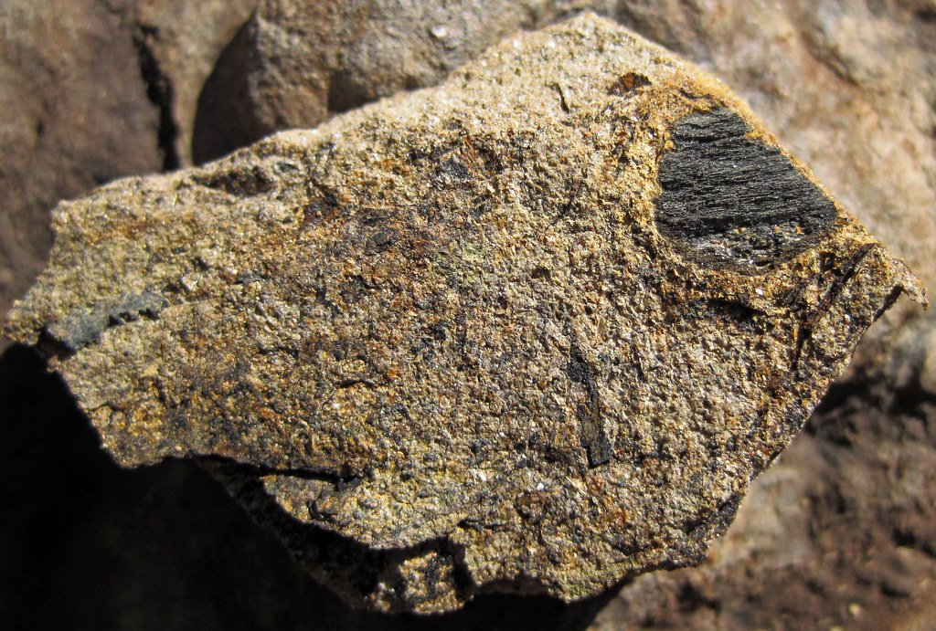 Microscopic Moments: Pollen and Spore Impressions (image credits: flickr)