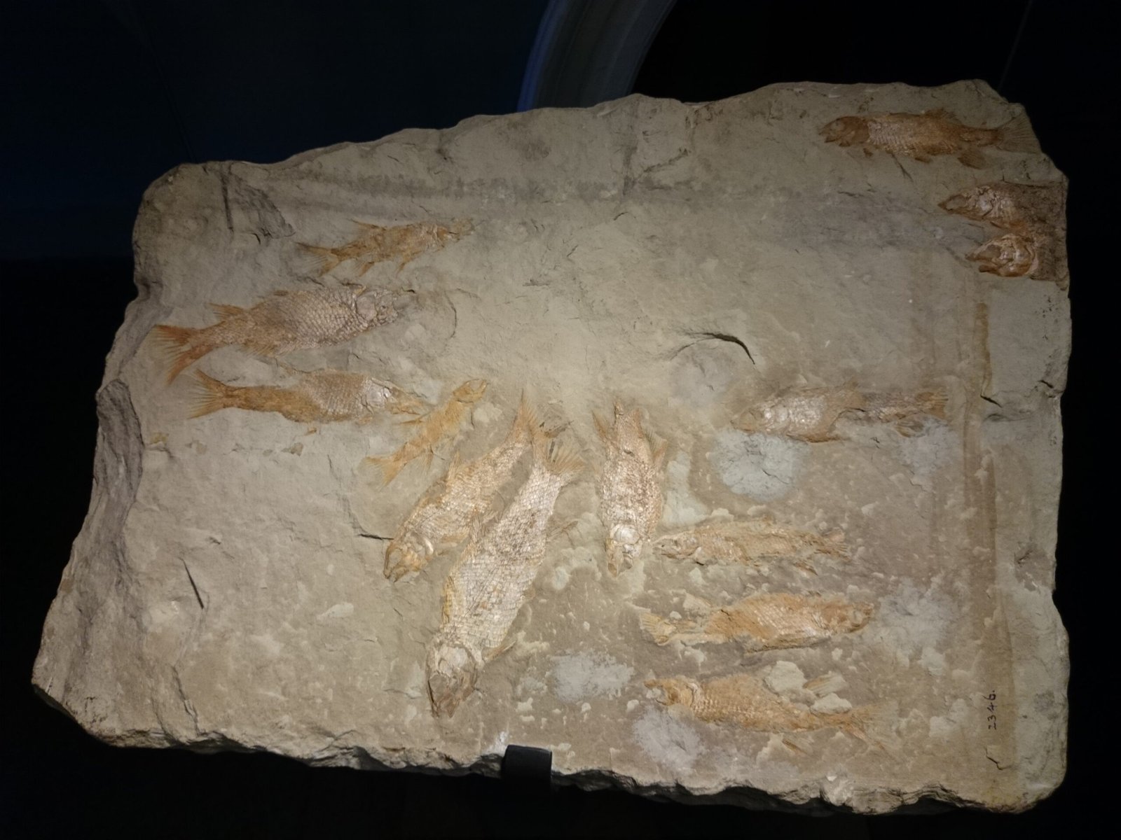 Chemical Signatures: Invisible Traces of Life (image credits: wikimedia)