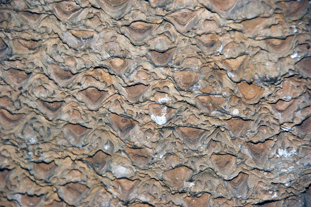 Modern Analogues: Understanding Ancient Processes (image credits: flickr)