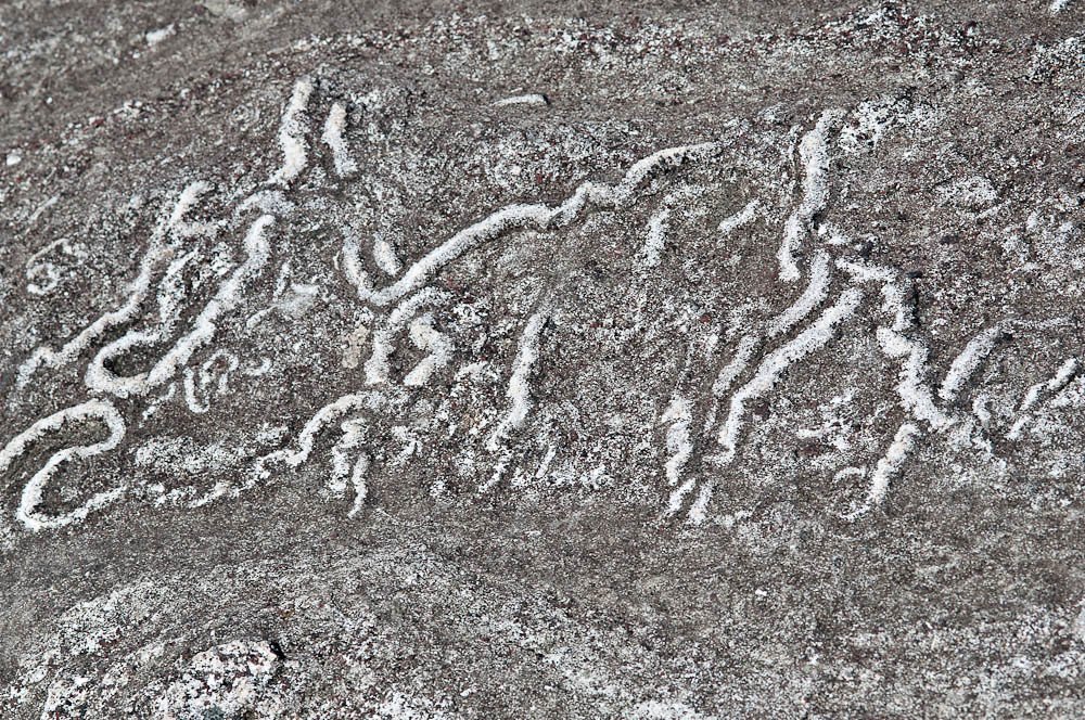 The Future of Trace Fossil Discovery (image credits: flickr)