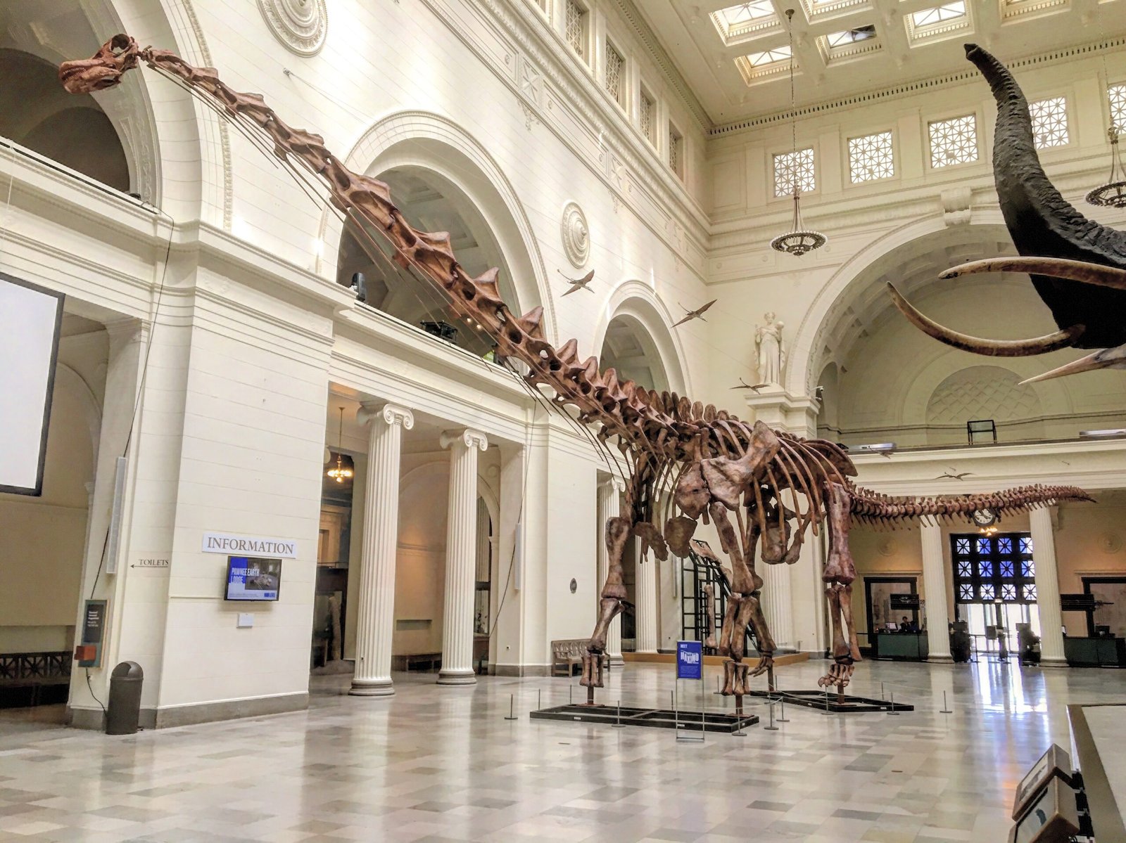 The Patagotitan: A New Contender for the Crown (image credits: By Zissoudisctrucker, CC BY-SA 4.0, https://commons.wikimedia.org/w/index.php?curid=70130320)