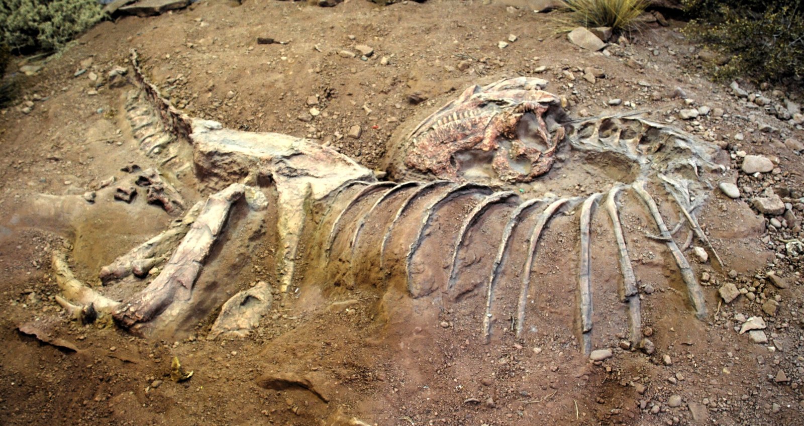 Fossilization Process in Patagonia (image credits: By Simona.cerrato, CC BY-SA 3.0, https://commons.wikimedia.org/w/index.php?curid=20199606)