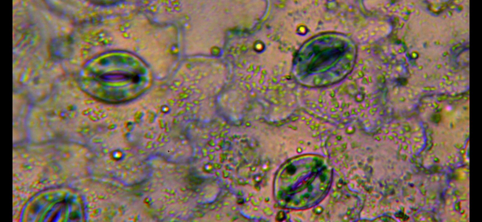 The Cellular Machinery That Tames the Oxygen Beast (image credits: wikimedia)