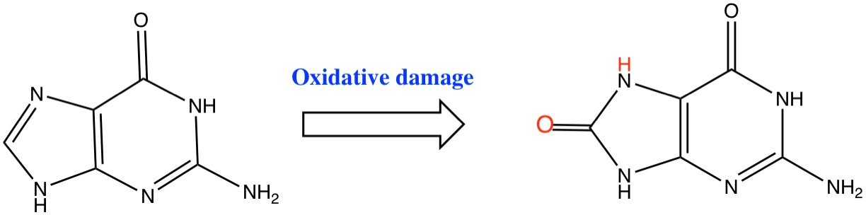 Free Radicals: The Molecular Terrorists Within (image credits: wikimedia)