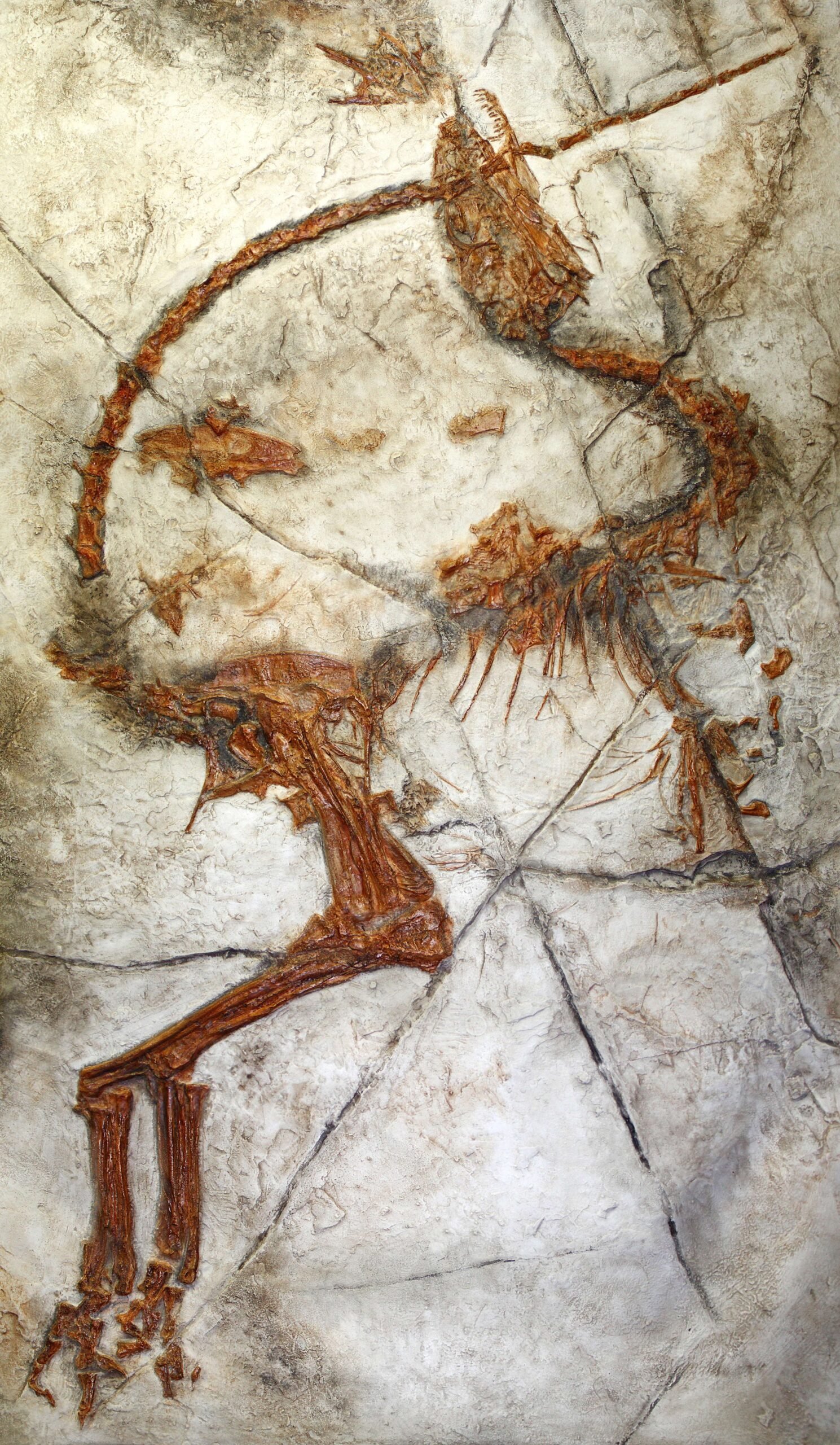 The Revolutionary Impact of Sinosauropteryx (image credits: By Llez, CC BY-SA 3.0, https://commons.wikimedia.org/w/index.php?curid=11870044)