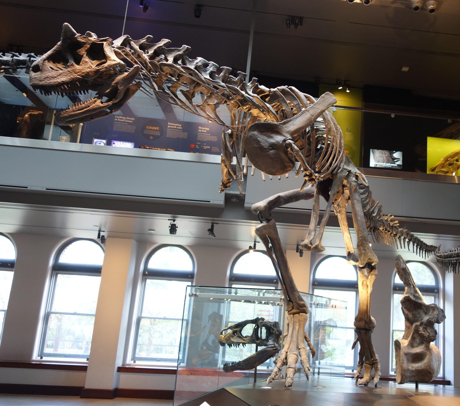 Carnotaurus: The Horned Devil That Defied Expectations (image credits: By Jens Lallensack, CC BY-SA 4.0, https://commons.wikimedia.org/w/index.php?curid=80406198)