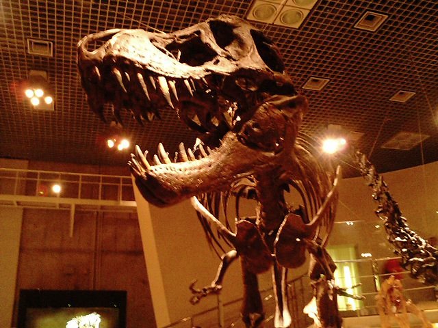 The Tyrannosaur Family Tree Explosion (image credits: flickr)