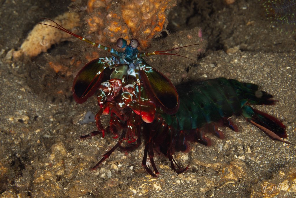 Mantis Shrimps: The Ultimate Color Vision Champions (image credits: flickr)