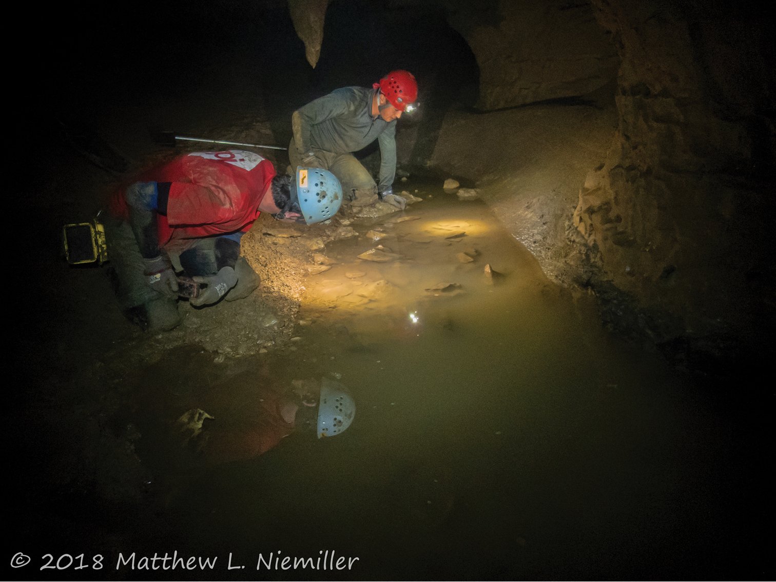 Underground Ecosystems and Subterranean Life (image credits: wikimedia)