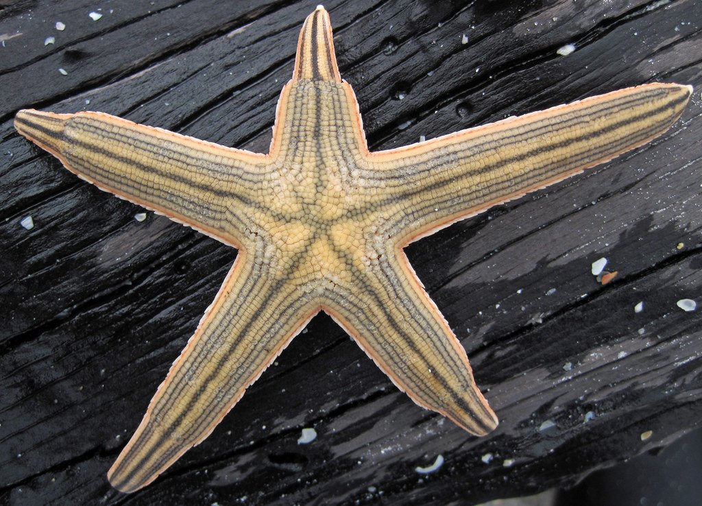 The Shocking Truth About Starfish Survival (image credits: flickr)