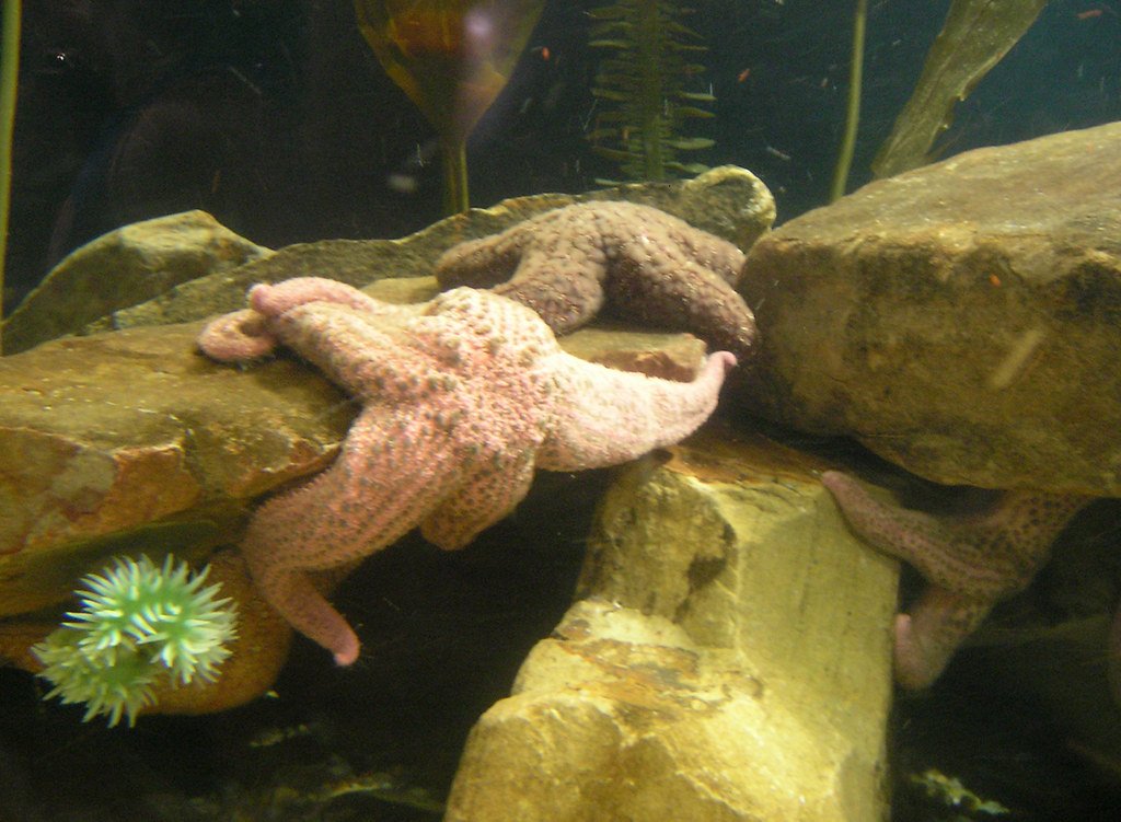The Science Behind Starfish Regeneration (image credits: flickr)
